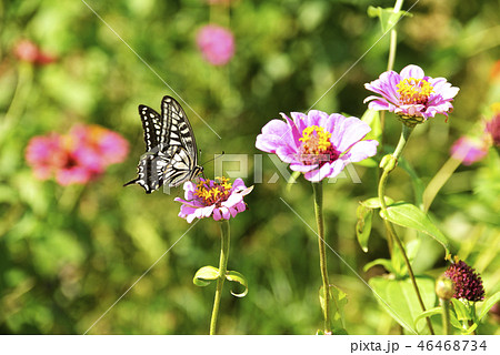 花と蝶 46468734