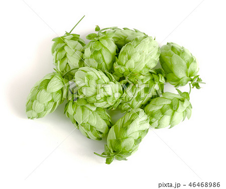 hop cones isolated on white background close-up 46468986