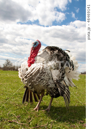 turkey male or gobbler closeup on the blue sky background turkey male or gobbler closeup on the blue sky background 46469141