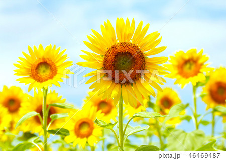 ひまわり, 夏, 花, 向日葵, ヒマワリ, 夏の花, 植物, 咲く, お花, アップ, 黄色い花, ひまわり, 夏, 花, 向日葵, ヒマワリ, 夏の花, 植物, 咲く, お花, アップ, 黄色い花, 46469487