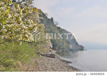 桜の海津大崎 桜の海津大崎 46469604