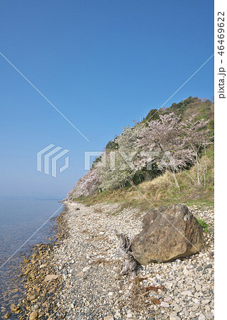 桜の海津大崎 46469622
