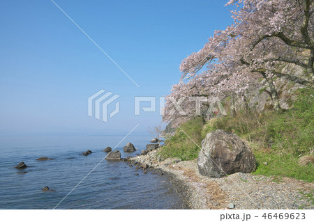 桜の海津大崎 46469623