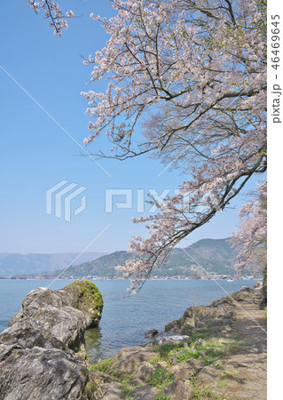 桜の海津大崎 桜の海津大崎 46469645
