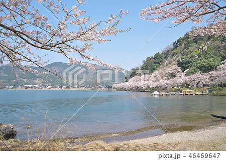 桜の海津大崎 桜の海津大崎 46469647