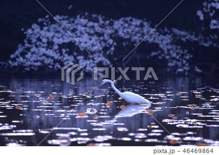 桜と野鳥、石神井公園の池 桜と野鳥、石神井公園の池 46469864