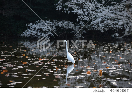 池の桜と鳥、石神井公園 46469867