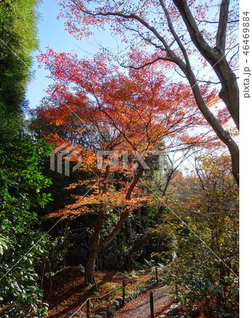 京都　宝筐院　紅葉　 46469884