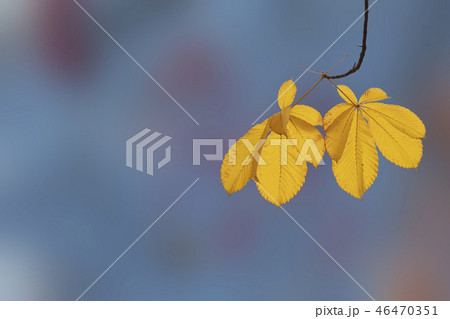 紅葉 黄色 イエロー 46470351