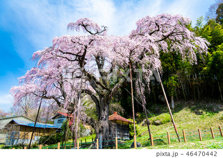 福島県郡山市 紅枝垂地蔵ザクラの写真素材