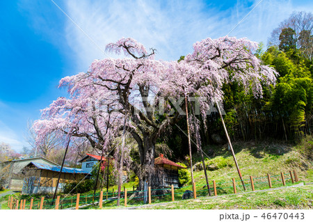 福島県郡山市 紅枝垂地蔵ザクラの写真素材