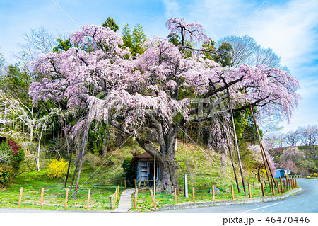 福島県郡山市 紅枝垂地蔵ザクラの写真素材