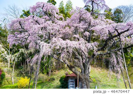 福島県郡山市 紅枝垂地蔵ザクラ 46470447