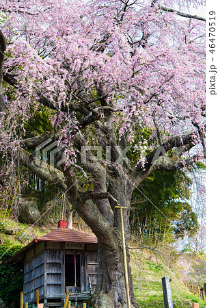 福島県郡山市 紅枝垂地蔵ザクラ 46470519