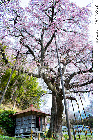福島県郡山市 紅枝垂地蔵ザクラ 46470523