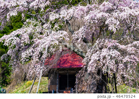 福島県郡山市 紅枝垂地蔵ザクラ 46470524