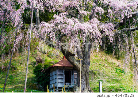 福島県郡山市 紅枝垂地蔵ザクラ 46470528