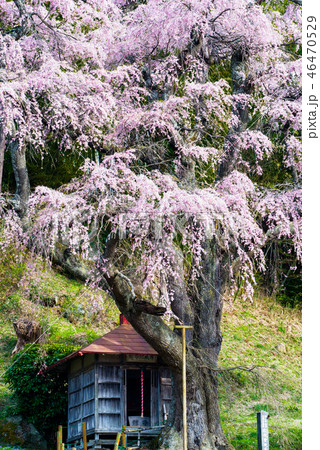 福島県郡山市 紅枝垂地蔵ザクラ 46470529