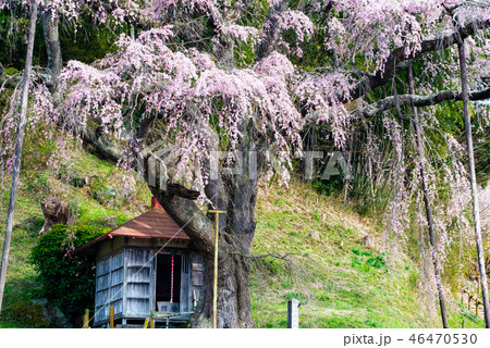 福島県郡山市 紅枝垂地蔵ザクラ 46470530