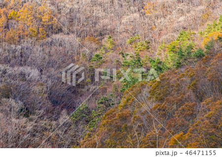 Beautiful landscape with maple leaf tree in autumn season 46471155