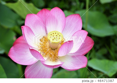 蓮の花 46471387