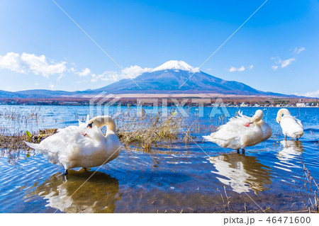 Beautiful landscape of mountain fuji around yamanakako lake Beautiful landscape of mountain fuji around yamanakako lake 46471600