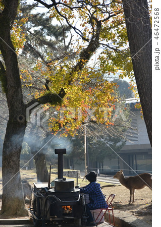 奈良公園　朝の情景 46472568