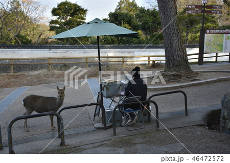 奈良公園　朝の情景 46472572