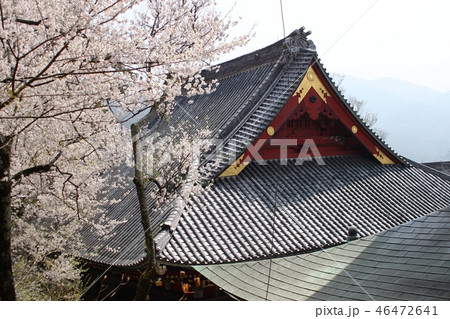 雨引観音　桜 46472641