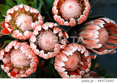 Pink King Protea is flowering with large buds. 46472665