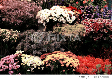 Shop window of colorful flowers on europian street. Shop window of colorful flowers on europian street. 46472666