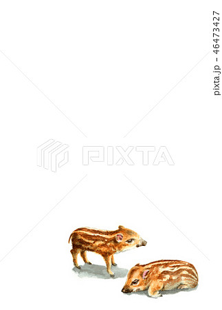 ウリ坊の年賀ハガキ素材 46473427