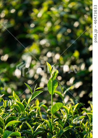 Tea leaves Tea leaves 46473633