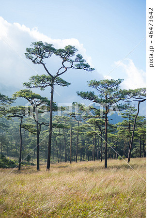 Phu soi dao 46473642