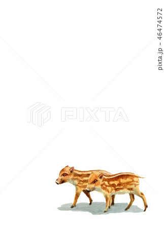 ウリ坊の年賀ハガキ素材 ウリ坊の年賀ハガキ素材 46474572