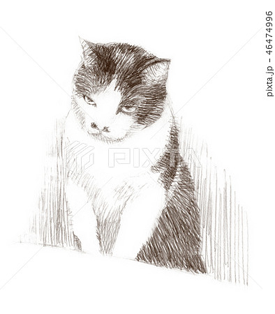 白と黒の猫の鉛筆クロッキー 46474996