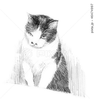 白と黒の猫の鉛筆クロッキー 46474997
