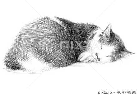 白と黒の猫の鉛筆クロッキー 46474999