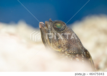 スポットフィンジョーフィッシュ 46475043