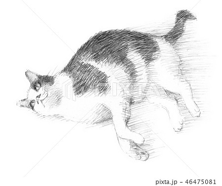 白と黒の猫の鉛筆クロッキーのイラスト素材