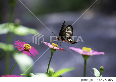 Black Butterfly on Pink Zinnia Bright colors. Black Butterfly on Pink Zinnia Bright colors. 46475365