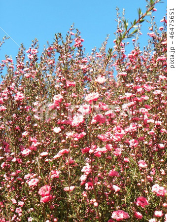 桃色の可愛い花はギョリュウバイ 46475651