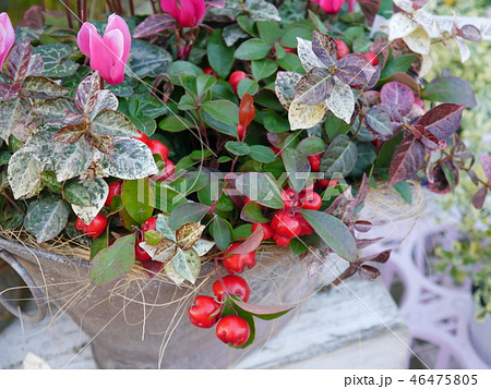 シクラメンの寄せ植え 46475805