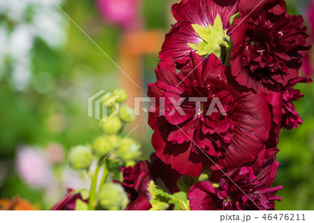 Purple mallow in sunny day 46476211