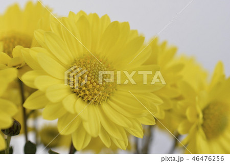 菊 46476256