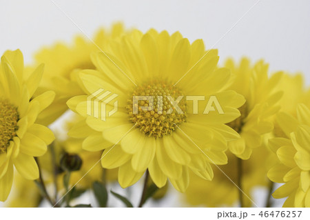 菊 菊 46476257