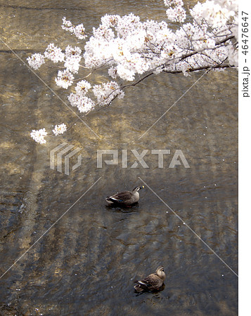 桜満開の恩田川　カルガモ 46476647