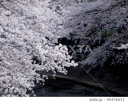 桜満開の恩田川 46476651