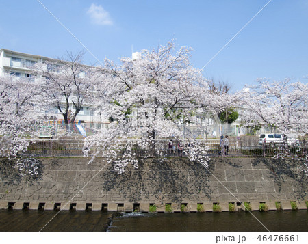 桜満開の恩田川　公園 46476661