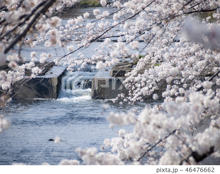 桜満開の恩田川 46476662